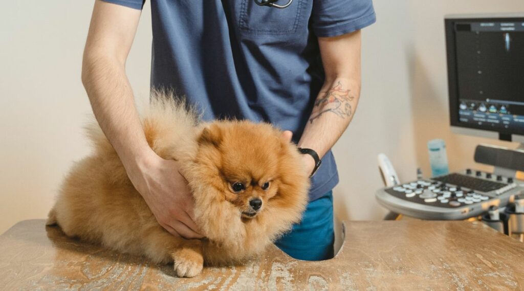 Pomeranian at vet.