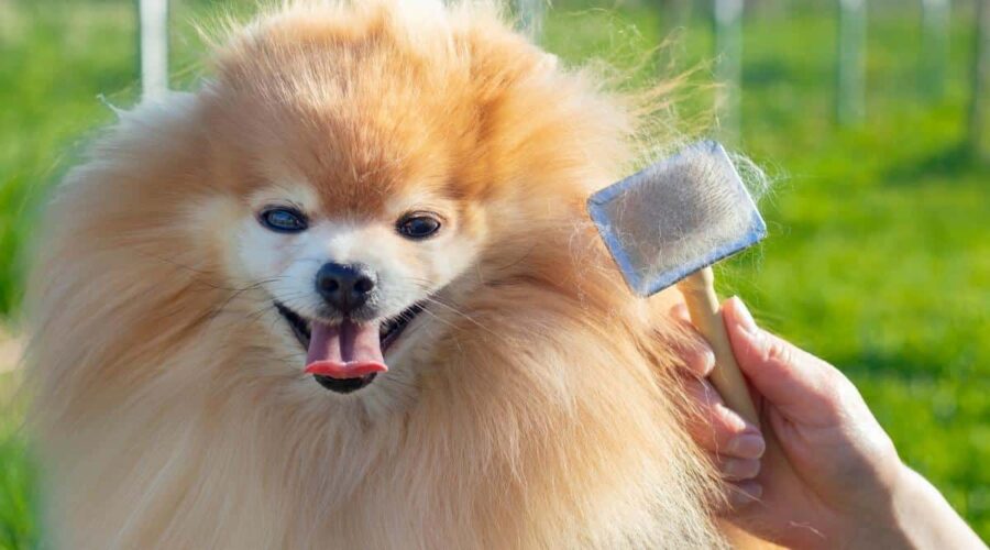 Pomeranian Growth Chart: Puppy Milestones & What To Expect Canine Journal