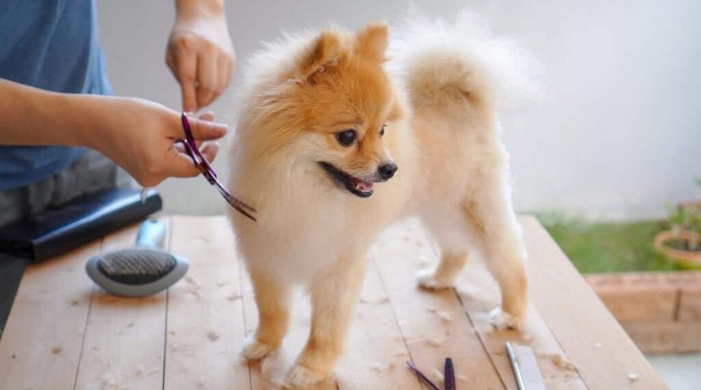 Pomeranian Shedding Do They Shed A Lot? Canine Journal