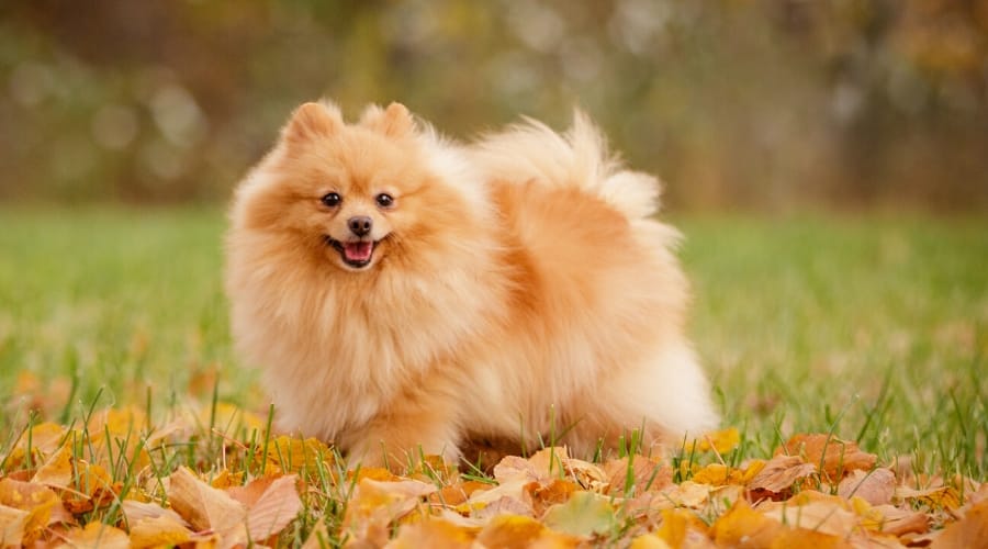 Pomeranian in grass.