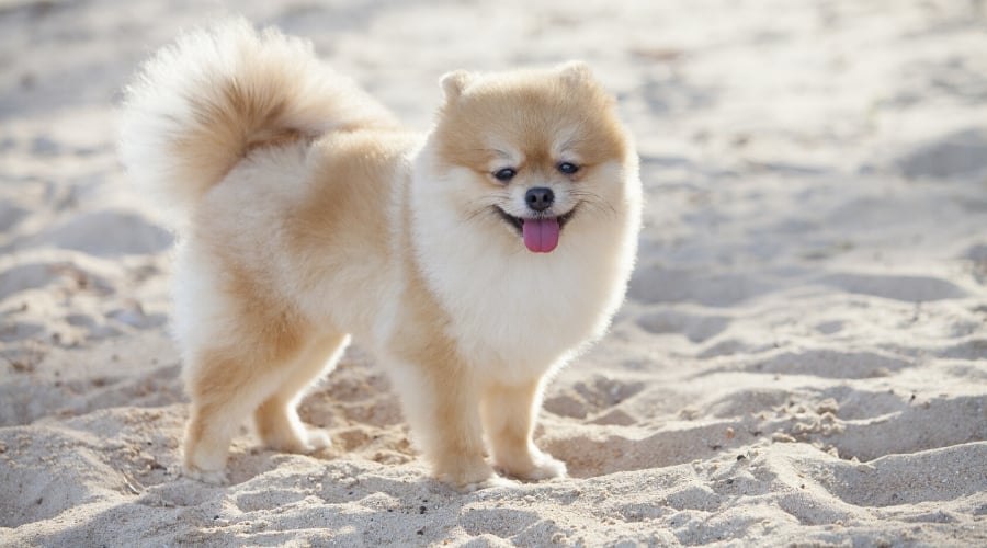 Pomeranian in Sand