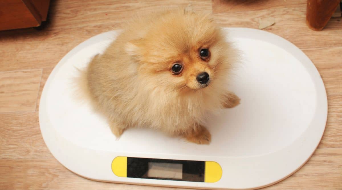 Pomeranian on a digital weight scale