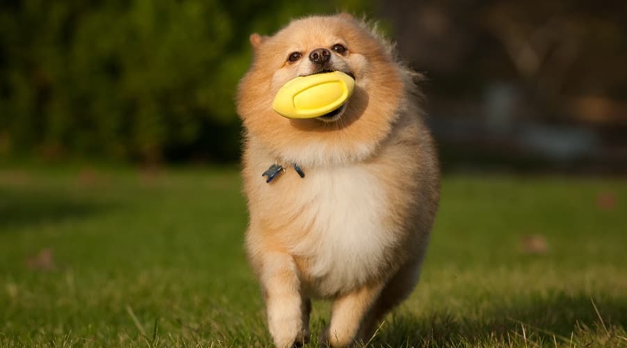 Pomeranian running with toy in mouth