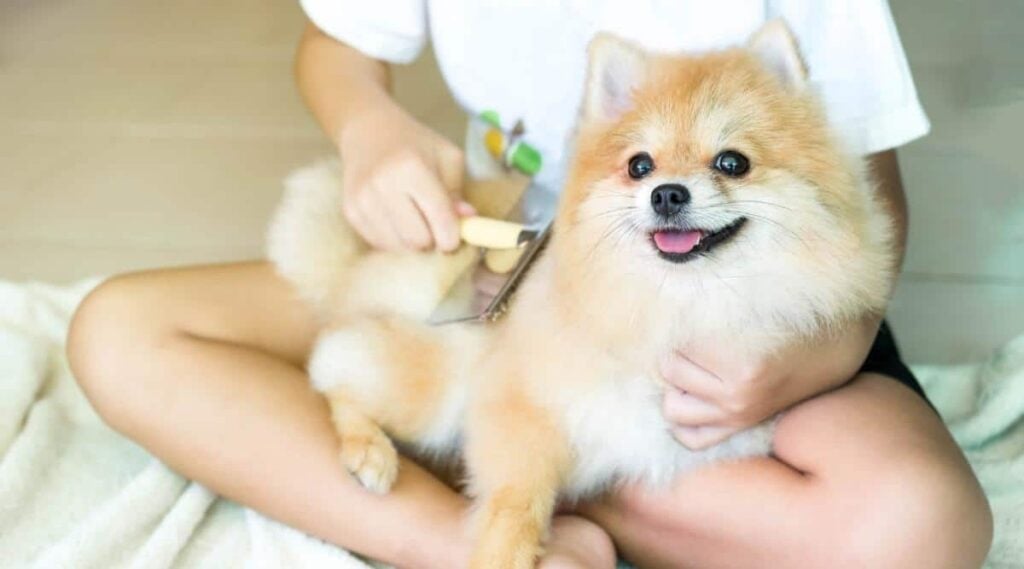 Pomeranian sitting in lap being brushed