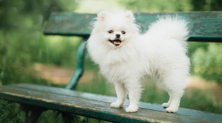 Pomeranian