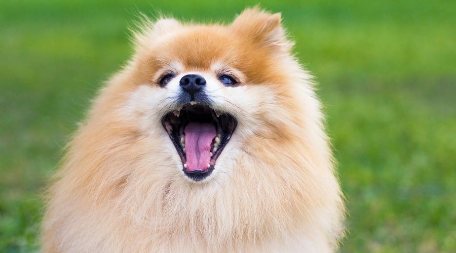 Pomeranians Aggressive