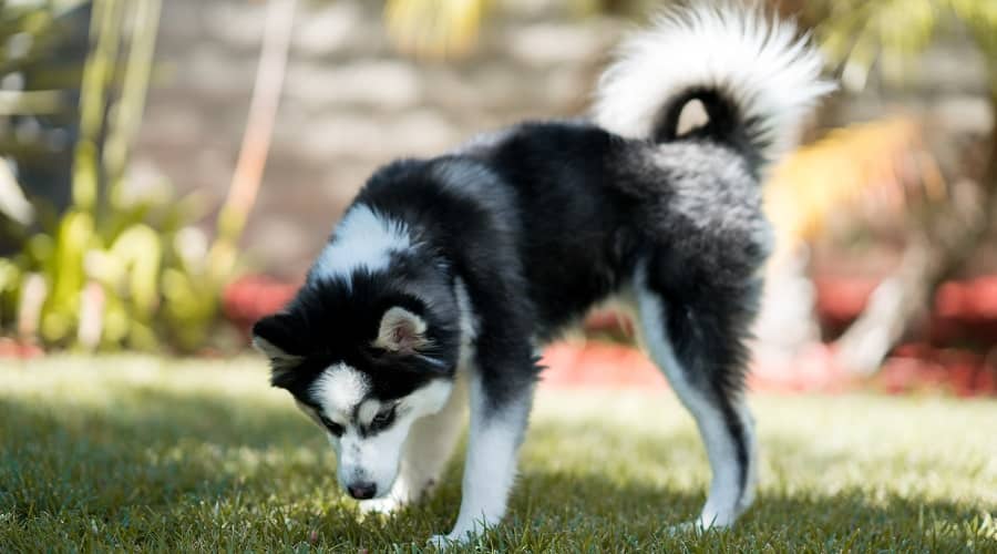 Pomsky Breeding Dog