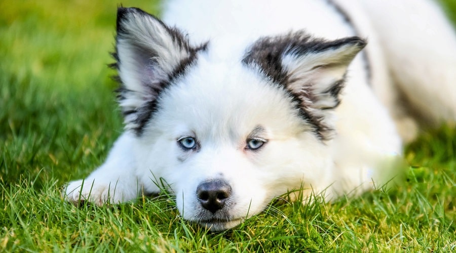 White Dog with Blue Eyes Out in Grass