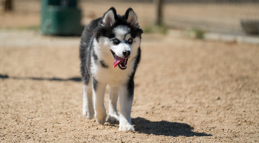 Husky Pomeranian mix running outside.