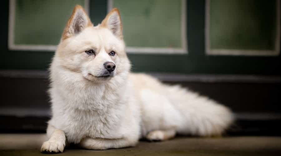 Healthy Pomsky Laying Down