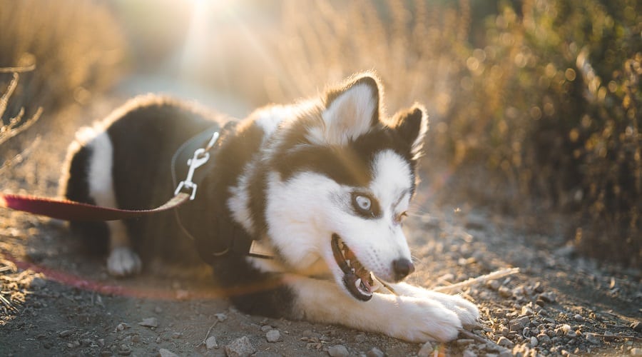 Pomsky Mix