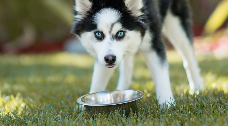 Pomsky Eating Dog Food