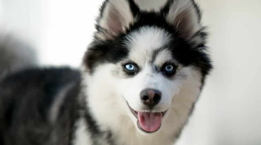 Pomsky Puppy