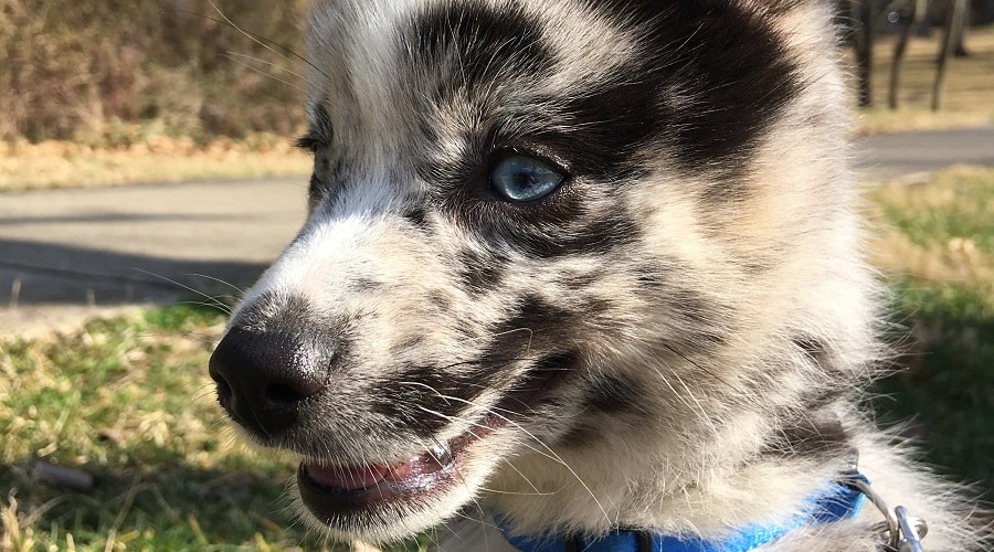Pomsky Puppy