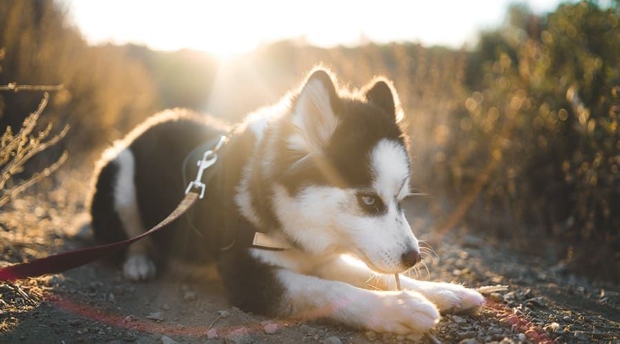 Small white and black dog outdoors