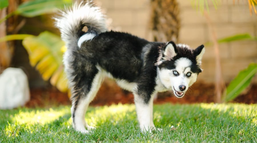 White and Black Dog with Blue Eyes in Grass
