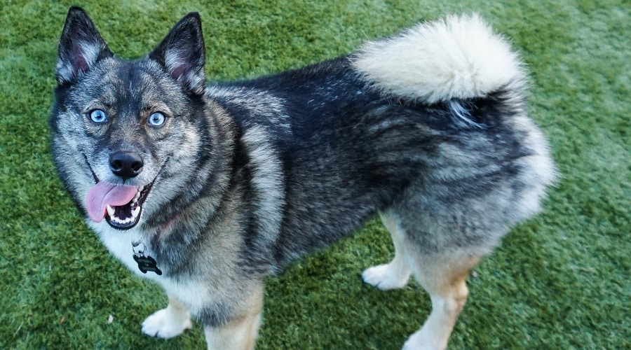Blue Eyed Puppy Outside