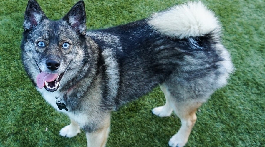 Pomsky
