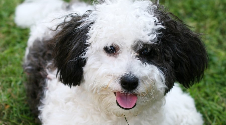 Poodle Border Collie Mix