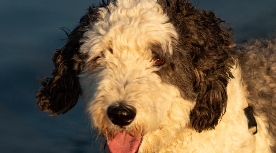 Poodle Border Collie outdoors at lake