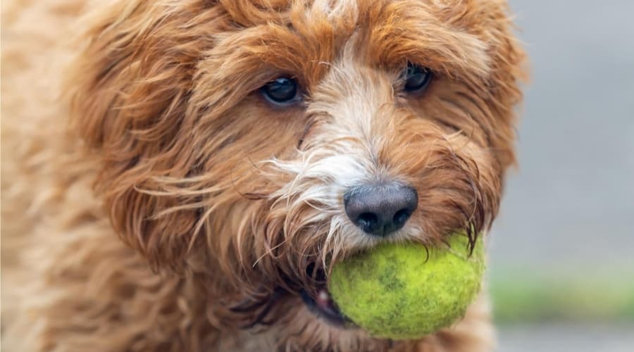 Poodle Cavalier King Charles Spaniel mix in training