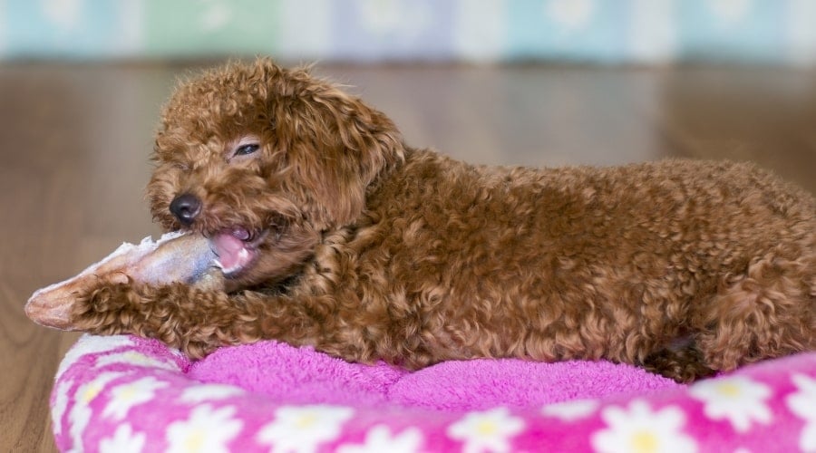 Poodle Chewing Pig Ear