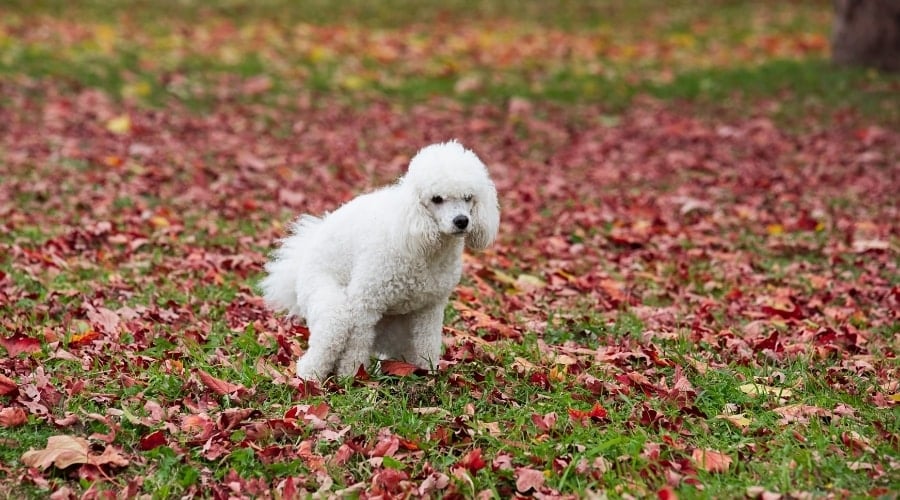 Poodle pooping outside on a Fall day.