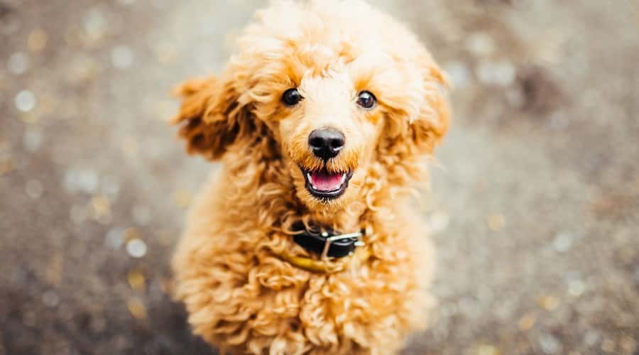 Poodle Dog Breed