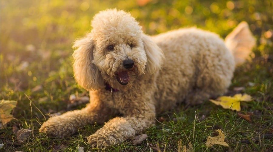 Poodle Outdoors