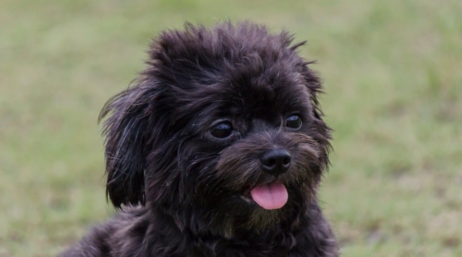 Poodle Pekingnese