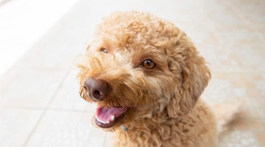 Poodle Puppy waiting for treat