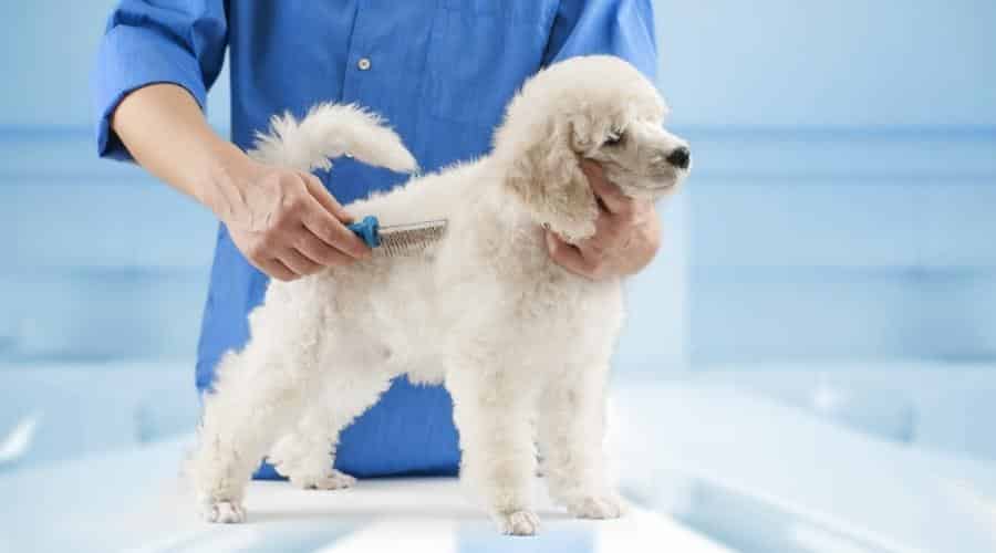 Poodle at Groomer