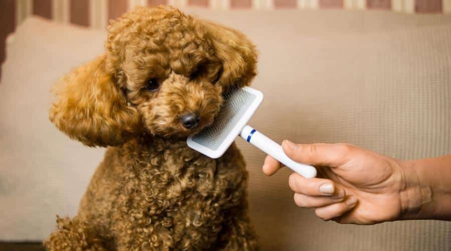 Poodle with hair loss