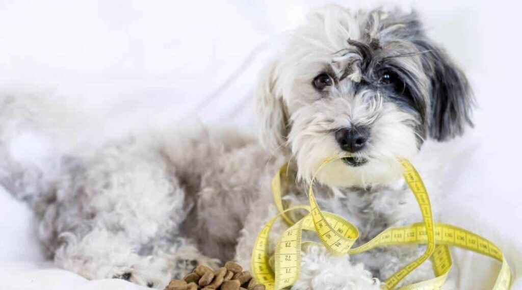 Poodle dog with measuring meter in the mouth