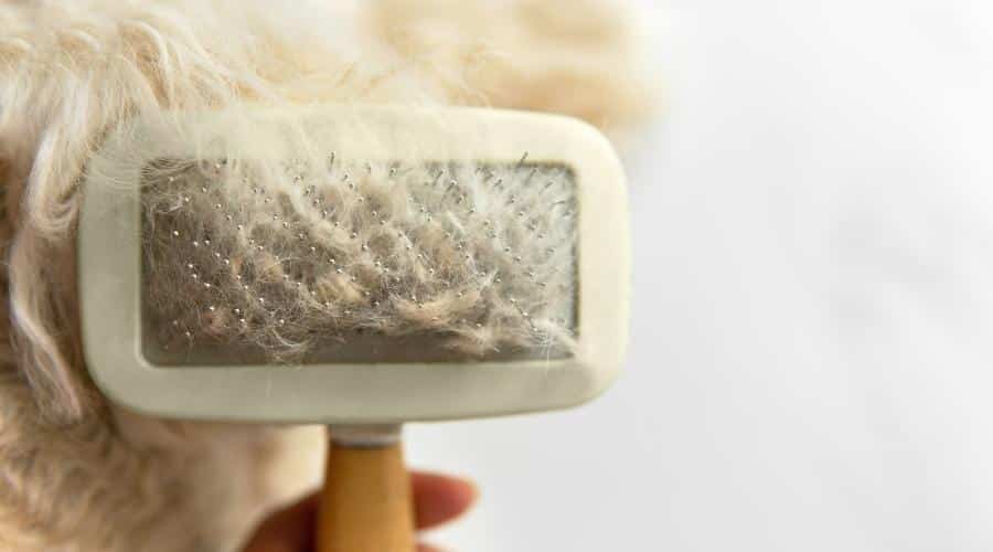 Poodle hair brush