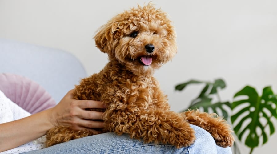 Poodle on Owners Lap
