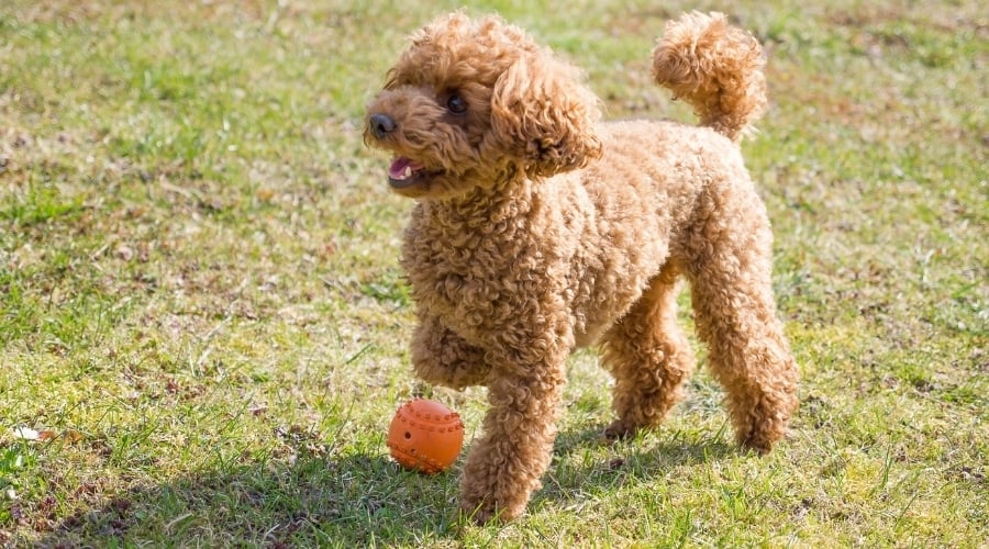 Poodle playing with toy in grass