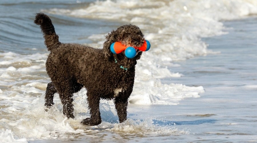 Poodle playing with toy in snow