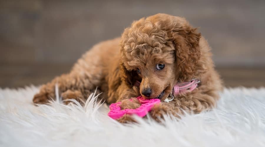 Poodle playing with toy on blanket