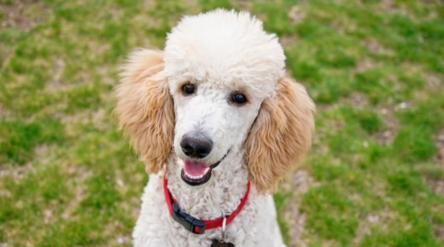 Poodle sitting on Grass at the dog park
