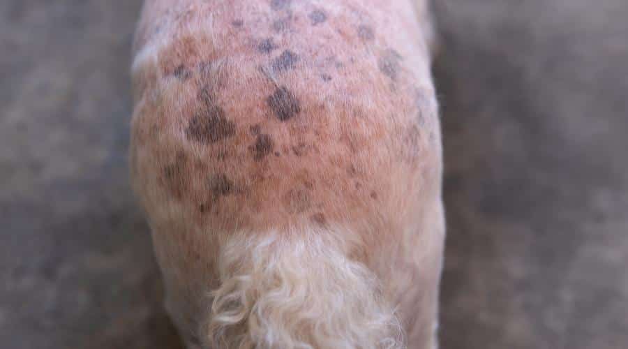 Poodle with hair loss