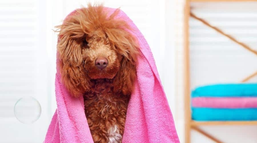 Poodle with towel on head