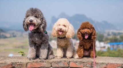 How Smart Is Your Dog? 10 Breeds That Outsmart The Rest - Canine Journal