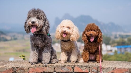 How Smart Is Your Dog? 10 Breeds That Outsmart The Rest - Canine Journal