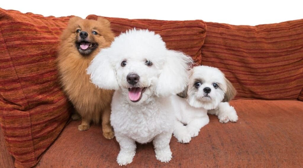Poodles and pom on brown sofa