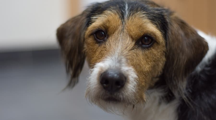 Poogle Mixed Breed