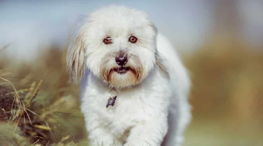 Pooton Mix Dog Breed