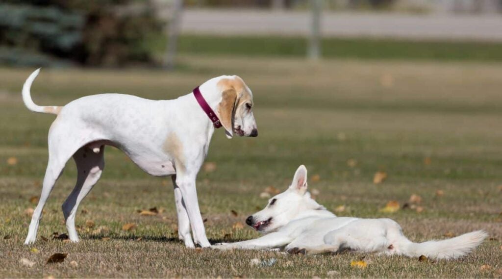 Porcelaine dog playing in grass with another white dog laying on ground
