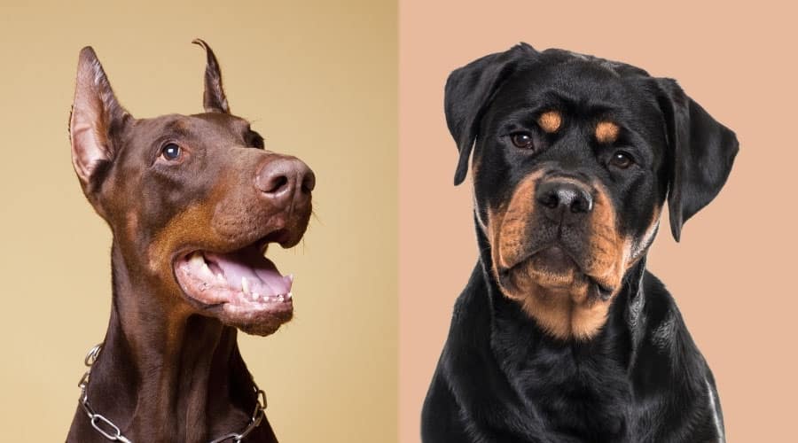 Portrait of Two Handsome Dogs