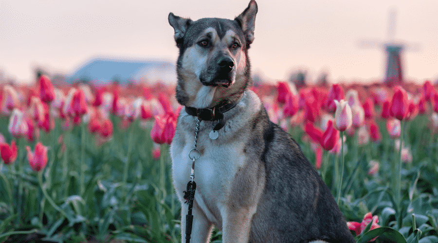 Portrait of a Kunming wolfdog posing on a tulip field